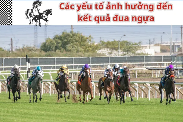 Bí quyết cá cược đua ngựa cho người mới bắt đầu tại mb66